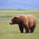 Illustration for article titled Please Enjoy This Gallery Of Amazing Bear Photos